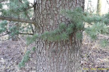 Cedrus atlantica